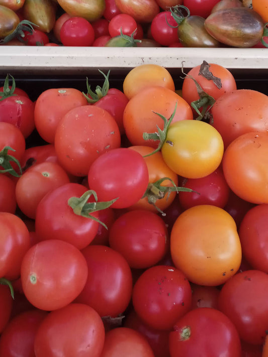 Roma Tomatoes