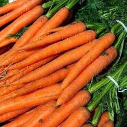 Carrots - Bunch