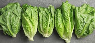 Romaine Lettuce